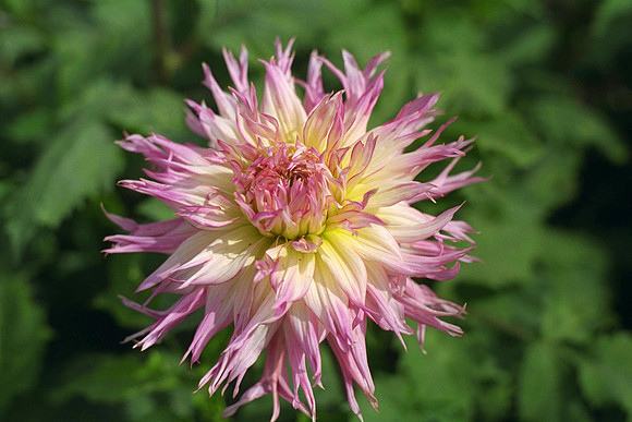 Dahlia "Jennie" (M.Fim.)