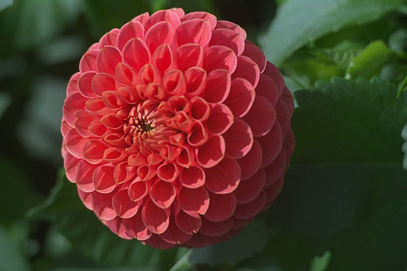 Dahlia "Jomanda" (Min.Ba.)