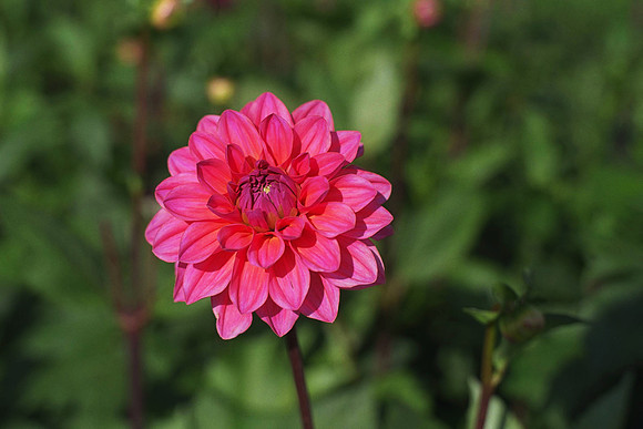Dahlia "Katisha" (Min.D.)