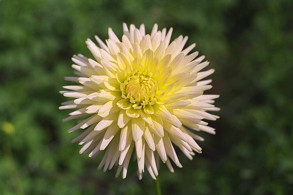 Dahlia "Klankstad Kerkrade" (S.C.)