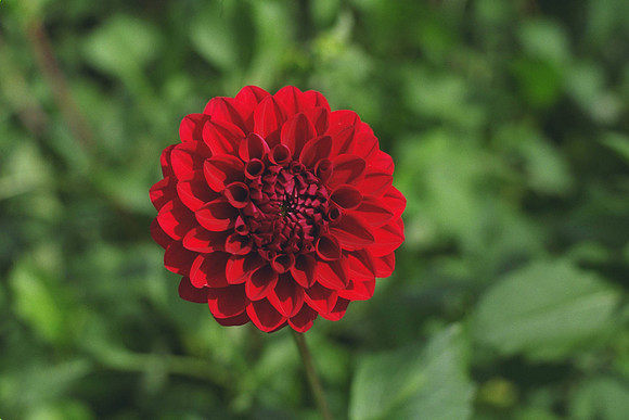 Dahlia "Kung Fu" (S.D.)