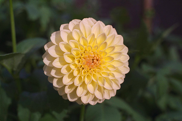 Dahlia "Lady Linda" (S.D.)