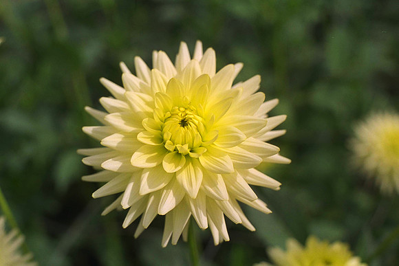 Dahlia "Lemon Elegans" (S.S.C.)
