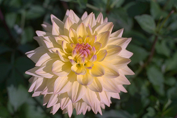 Dahlia "Lemon Symbol" (M.S.C.)