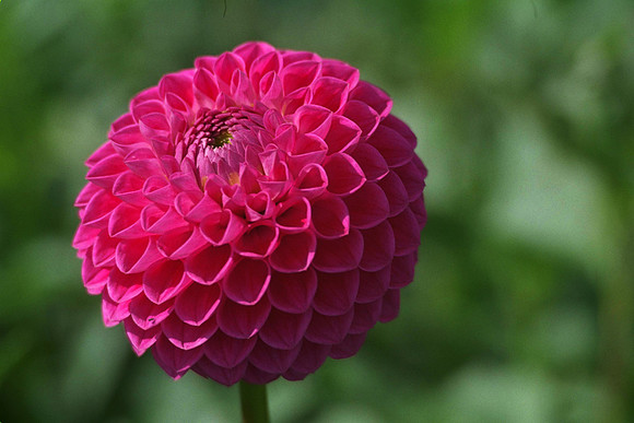 Dahlia "Loretta" (Min.D.)