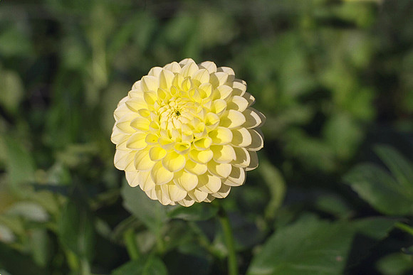 Dahlia "Margeret Anne" (Min.D.)