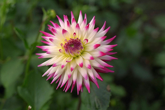 Dahlia "Match" (S.S.C.)