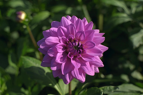 Dahlia "Meiro" (S.D.)