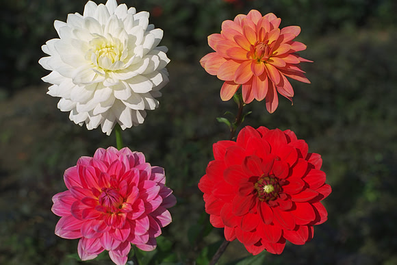 Dahlias "Miss Blanc"(white_W.L.) _"Joan Beecham"(orange_W.L.)_"Patty" (W.L.)_"Red Beauty" (W.L.)