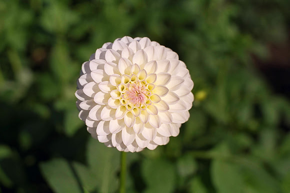 Dahlia "Mistill Delight" (Min.D.)