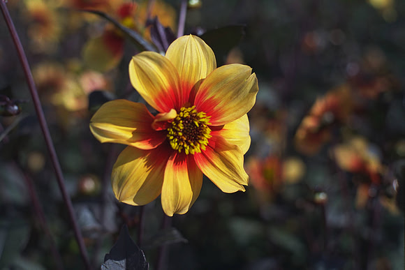 Dahlia "Moonfire" (Single Fl.) dwarf.