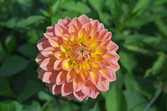 Dahlia "Nationwide" (S.D.)