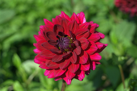 Dahlia "Night Dream" (W.L.)