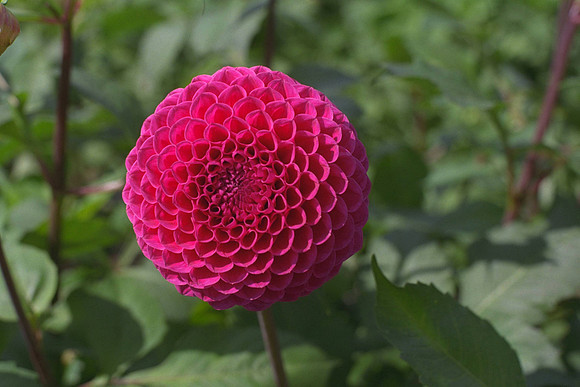 Dahlia "Nijinsky" (S.B.)