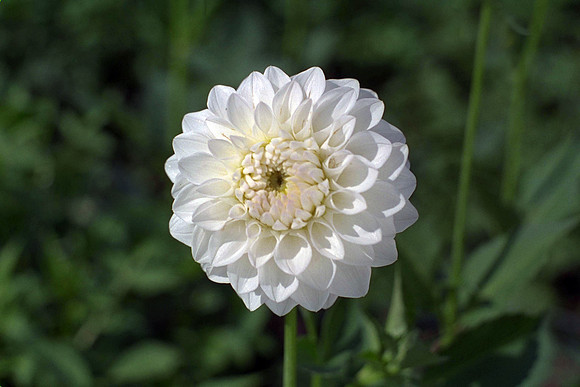 Dahlia "Nina Chester" (S.D.)