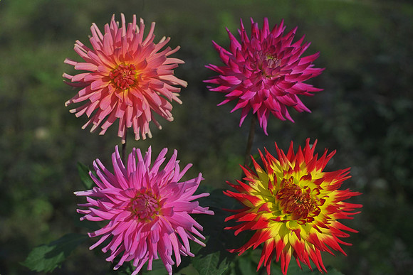 Dahlias "Ornamental Rays" (S.C.)_"Explosion" (S.S.C.)_"Pink Sensation" (S.C.)_"Jessica" (S.C.)