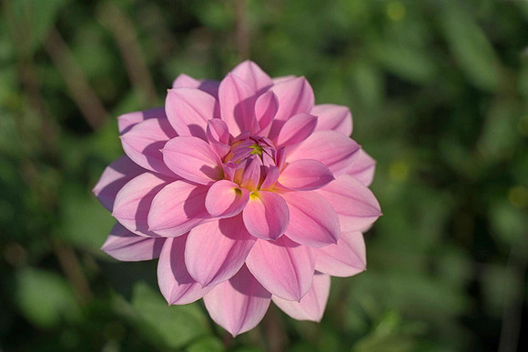 Dahlia "Pearl of Heemstede" (W.L.)