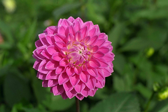Dahlia "Pink Frank Hornsey" (S.D.)