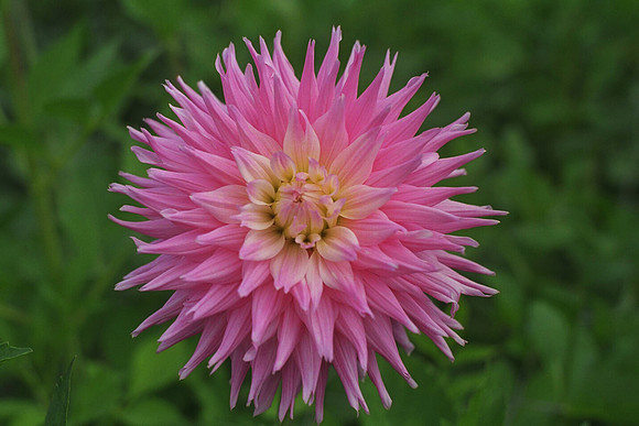 Dahlia "Pink Pastelle" (M.S.C.)