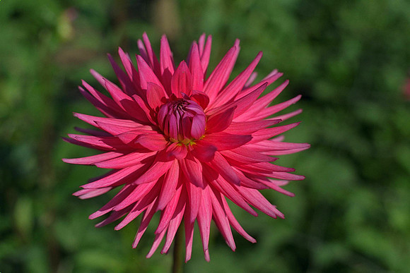Dahlia "Pontiac" (S.C.)