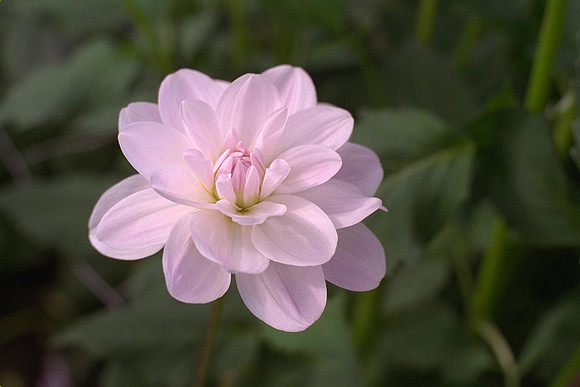 Dahlia "Porcelain" (W.L.)