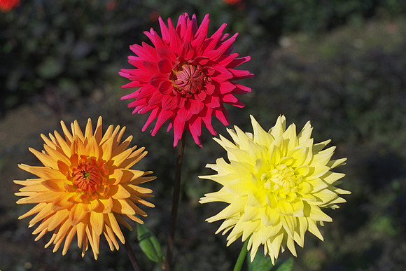 Dahlias "Prefect" (M.S.C.)_"Amber Banker" (M,C.)_"Eastwood Moonlight" (M.S.C.)