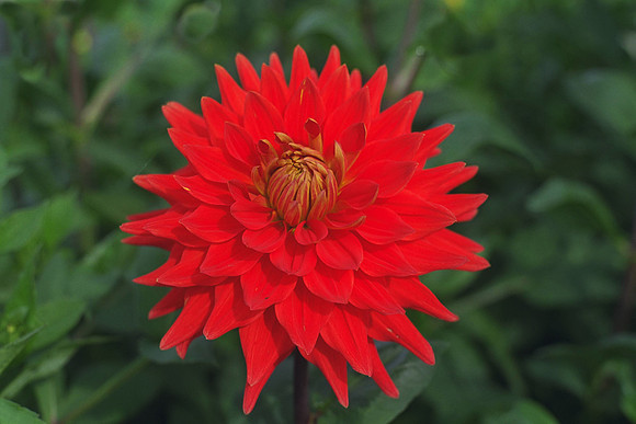 Dahlia "Quelle Diable" (L.S.C.)