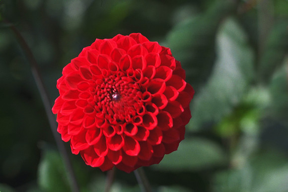 Dahlia "Red Alert" (Min.D.)