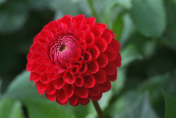 Dahlia "Red Balloon" (S.B.)