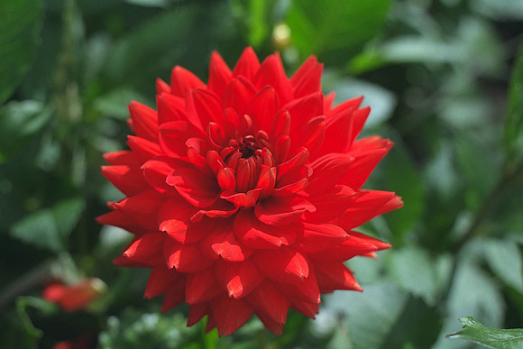 Dahlia "Red Triumph" (M.D.)