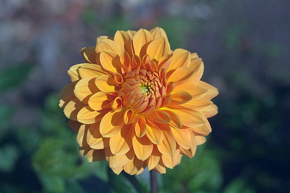 Dahlia "Renato Tozio" (M.D.)