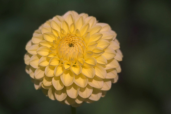 Dahlia "Ruskin Petit" (Min.D.)