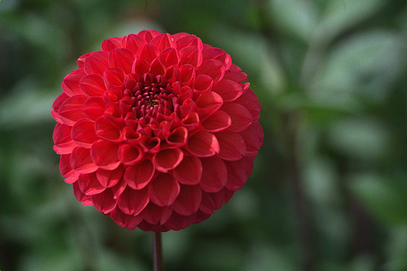 Dahlia "Rusty Hope" (Min.D.)