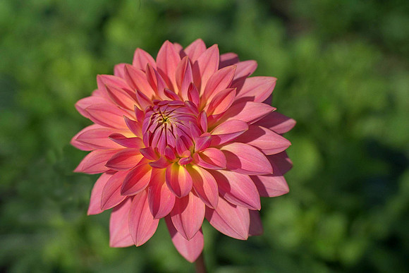 Dahlia "Saynamore" (W.L.)