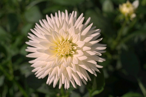 Dahlia "Silver Slipper" (S.S.C)