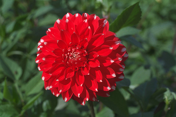 Dahlia "Skippeley Spot" (S.D.)