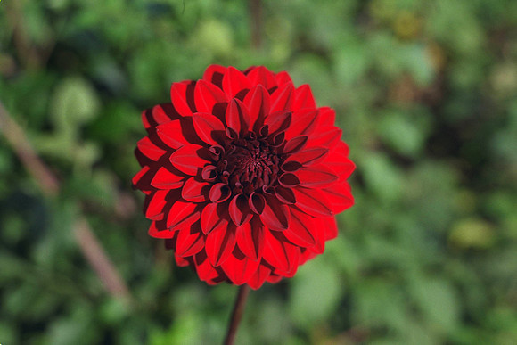 Dahlia "Sky High" (S.D.)