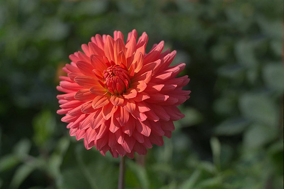 Dahlia "Snip" (Min.S.C.)