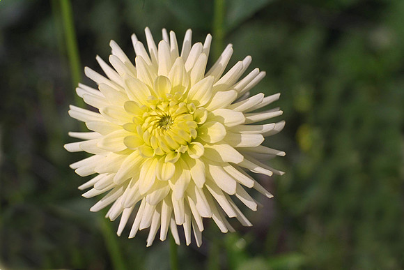 Dahlia "Stylemaster" (M.C.)
