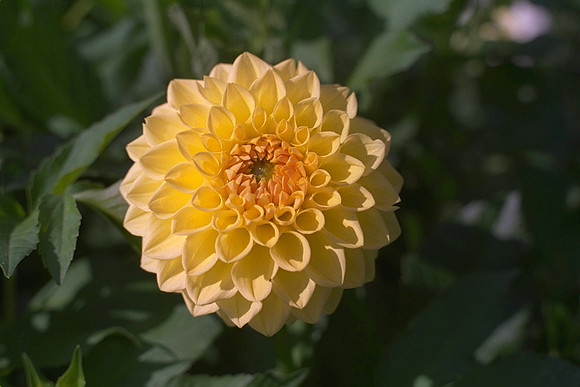 Dahlia "Swan Vale" (S.D.)