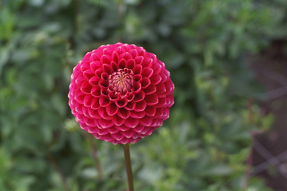 Dahlia "Syston Sophia" (Min.Ba.)