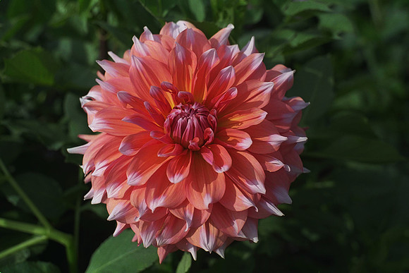 Dahlia "Thelma Clements" (L.D.)