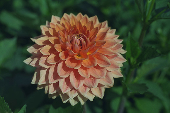 Dahlia "Trengrove Jill" (M.D.)
