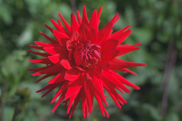 Dahlia "Welcome Guest" (M.S.C.)