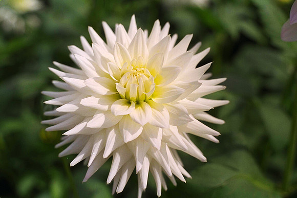 Dahlia "White Moonlight" (M.S.C.)