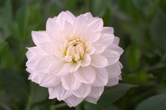 Dahlia "White Swan" (W.L.)