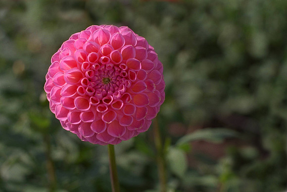 Dahlia "Wootton Cupid" (Min.Ba.)