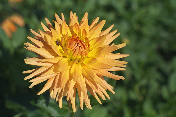Dahlia "Wootton Impact" (M.S.C.)