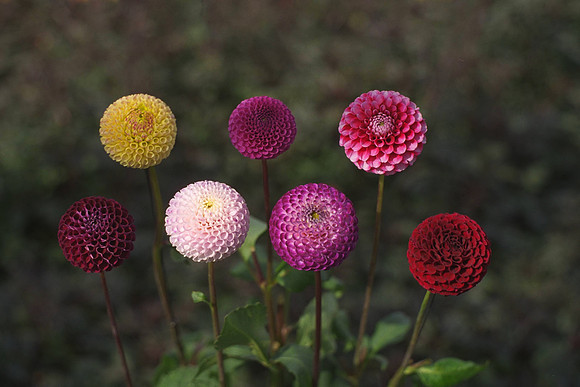 Pompon Dahlias "Gold Willow", "Mark Lockwood", "Frits", "Wales Rhonda", "Rhonda", "Diana Gregory", "Willo,s Surprise"