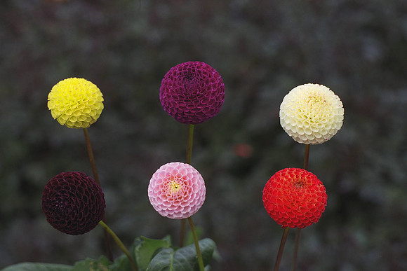 Pompon Dahlias, "Willow Flecks", "Rhonda Susanne", "Small World", "Moor Place", "Dutch Baby", "Minley Linda"